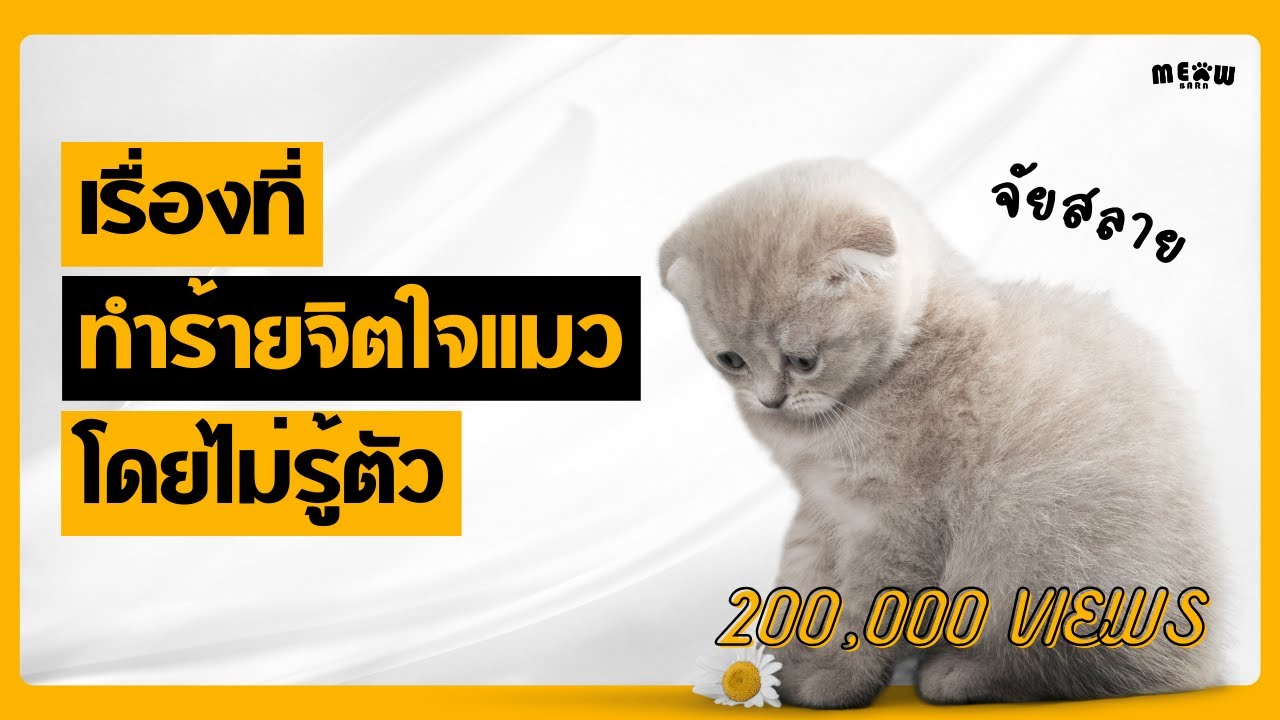 เรื่องที่ทำร้ายจิตใจแมวโดยไม่รู้ตัว