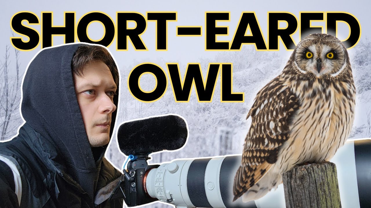I Found an Incredible Owl Species in a Blizzard | Birding Vlog