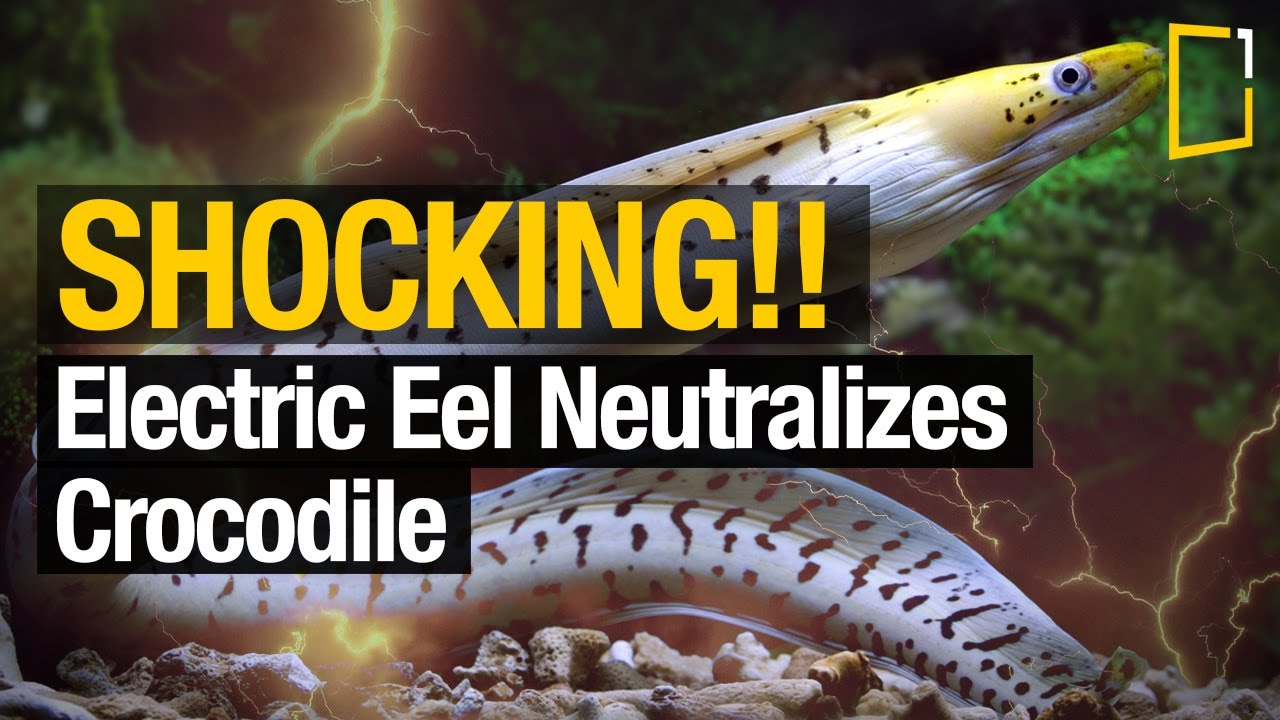 How the electric eel produces electricity?⚡