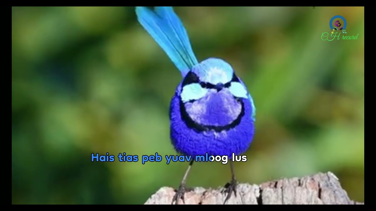 Nkauj: 