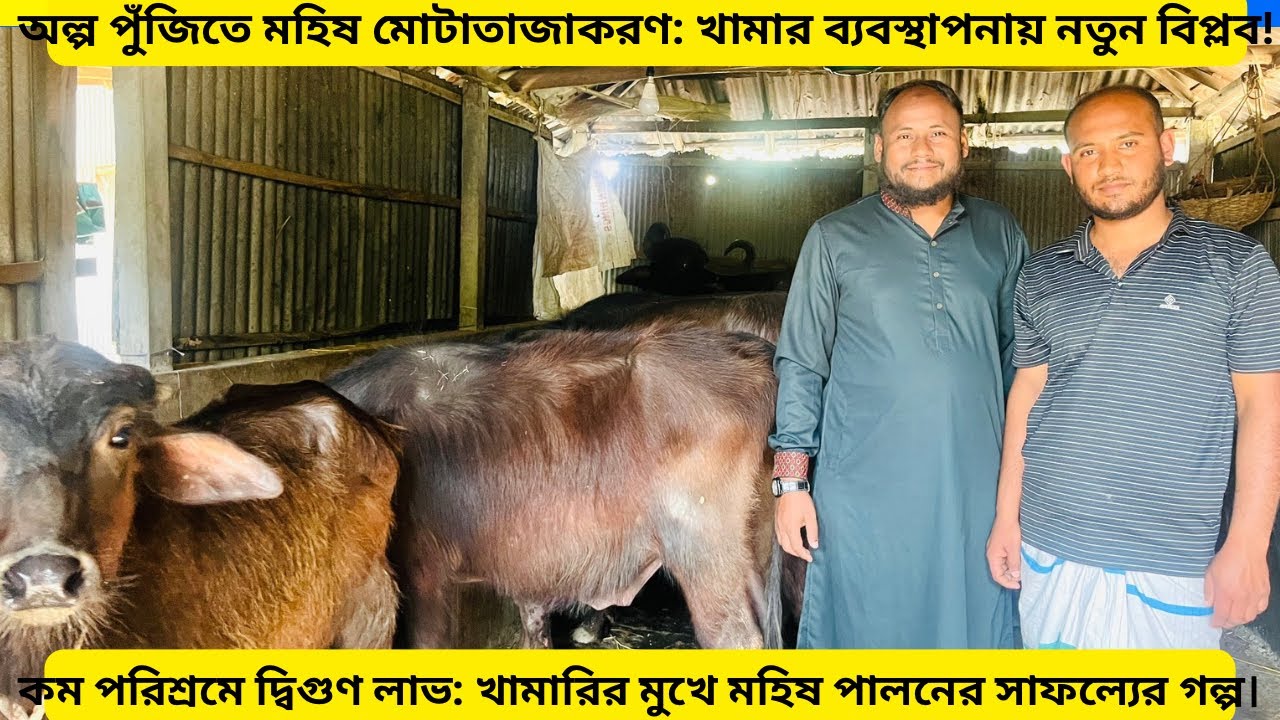অল্প পুঁজিতে মহিষ মোটাতাজাকরণ: খামার ব্যবস্থাপনায় নতুন বিপ্লব!
