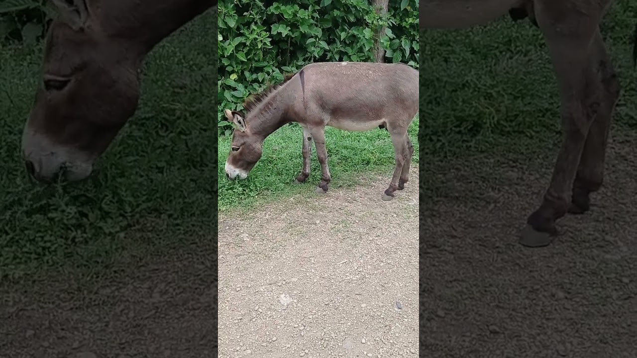 very big beautiful boy donkey #animal #farm animals.