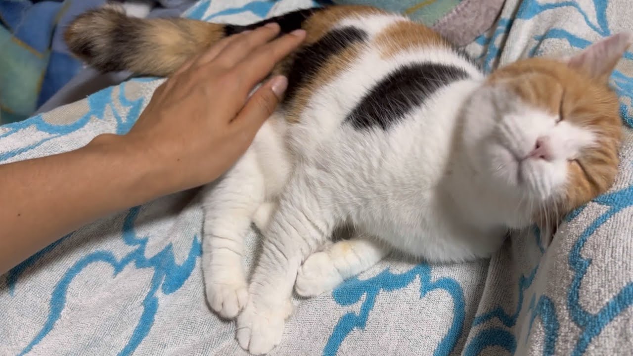 【三毛猫】寝る前はたっぷり甘えておきたいミケ（2025年7月13日）