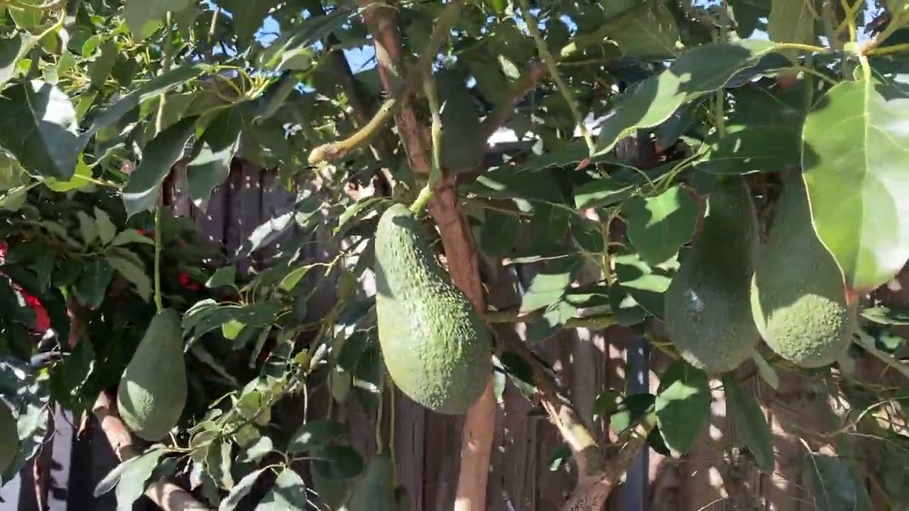 Pinkerton Avocado 3 years old growing from grafted.