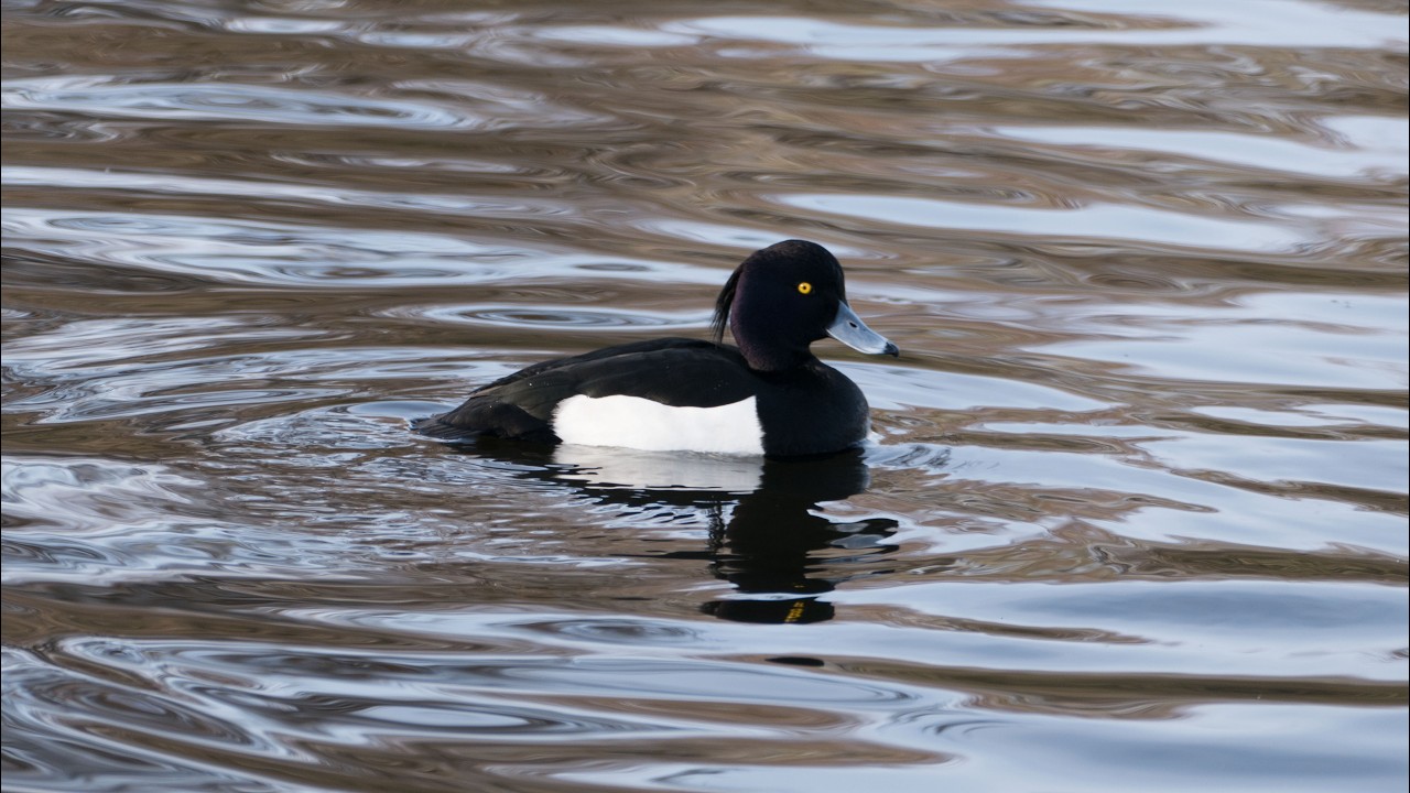 Valentine's Day on Kincraig Lake