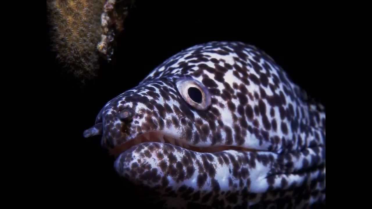 dive Movie test