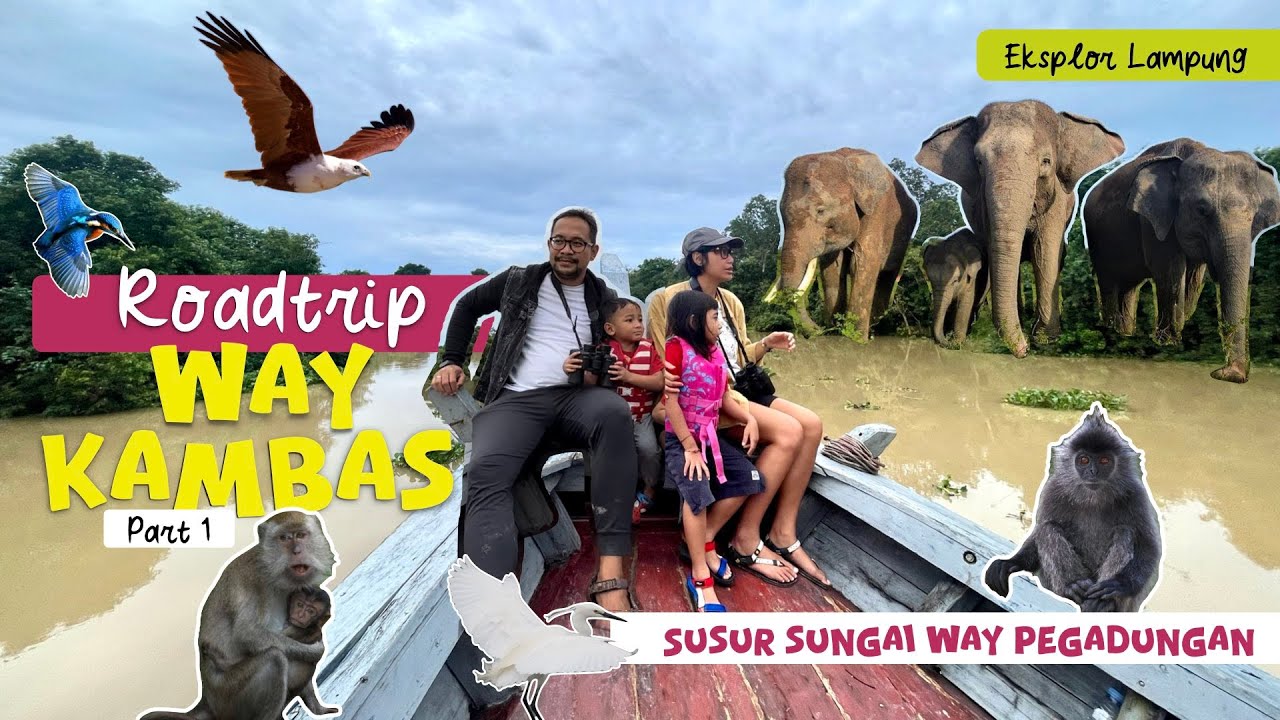 Ada wisata susur sungai di Way Kambas Lampung!!! Bisa lihat gajah dan tapir dari perahu!