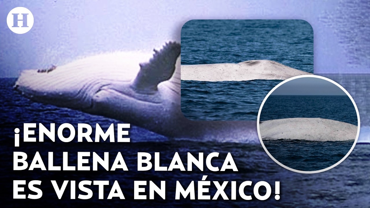 ¿Se escapó de una novela? ¡Insolito! Ballena albina es captada en las costas de Baja California Sur
