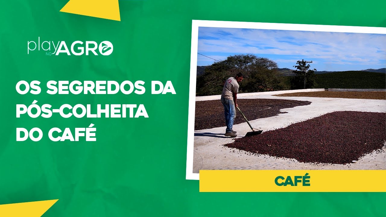 Os Segredos da Pós-Colheita Do Café