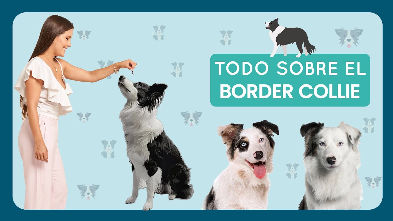 TODO SOBRE EL BORDER COLLIE - Lauvet