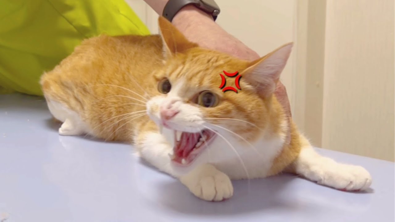 爪切りするとゴジラ級に大暴れする猫が神の手を持つ先生がいる病院で爪切りするとこうなります