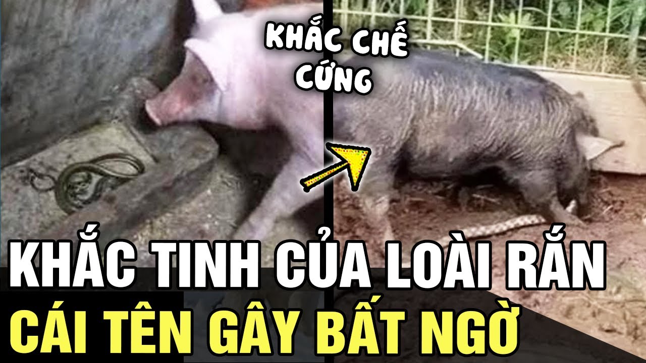 Giải mã bí ẩn: RẮN RẤT ĐỘC nhưng lại bị 'KHẮC CHẾ CƯNG' bởi hậu duệ 'TRƯA BÁT GIỚI' | Tin nhanh 24h