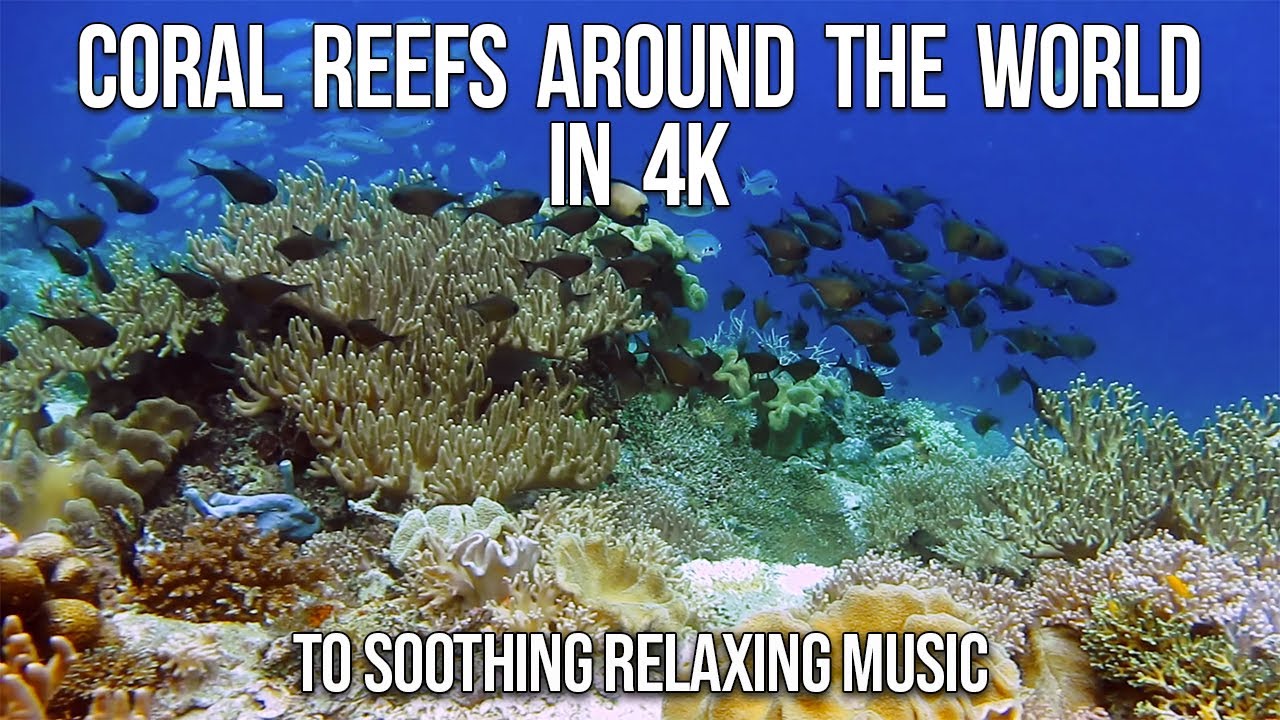 The Magic of Coral Reefs in 4K to Relaxing Music