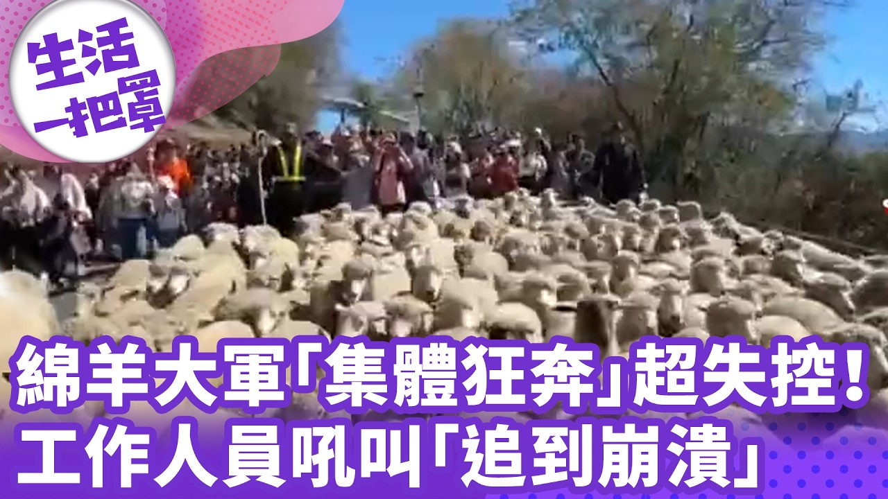 《生活一把罩》綿羊大軍「集體狂奔」超失控！ 工作人員吼叫「追到崩潰」
