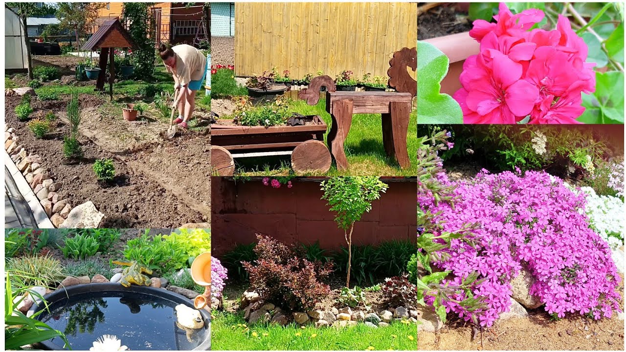 Высадила георгины. Краски весеннего сада. Колеусы в этом сезоне совсем не радуют.