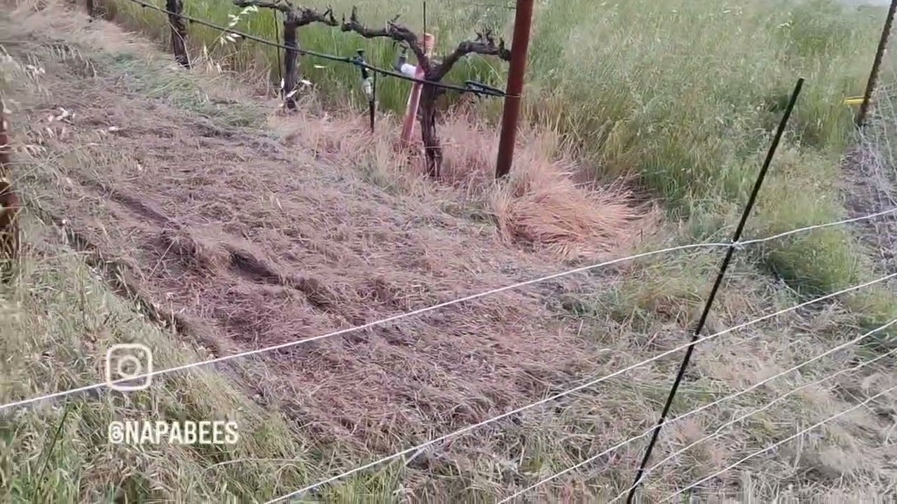 Down and dirty 5 wire high tensile electric fence for sheep is working great so far.
