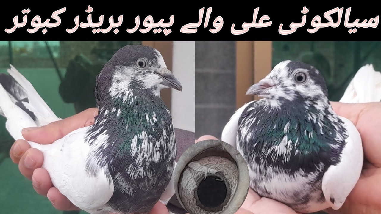 سیالکوٹی پیور علی والے جوڑوں کا شوق کرے اس ویڈیو میں 