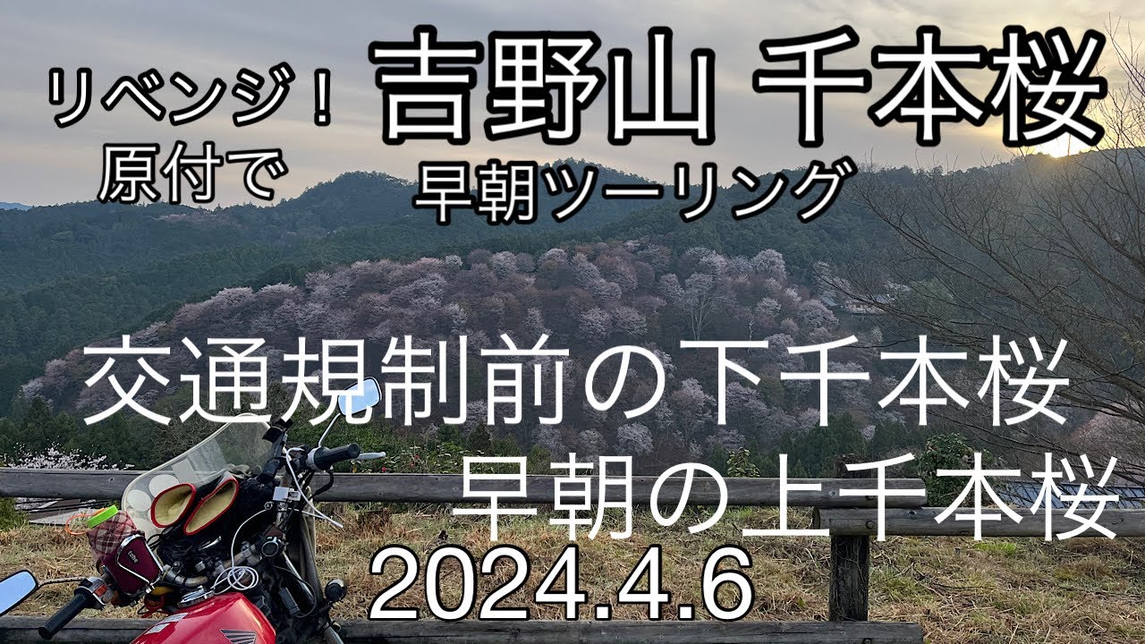 吉野山 千本桜ツーリング リベンジ！交通規制前 早朝 原付 下中上千本2024.4.6