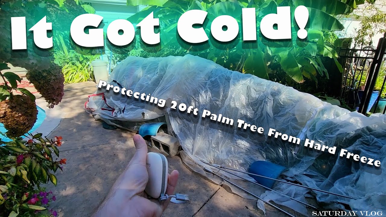 Protecting Huge Palm Tree From Extreme Cold || Moving Houseplants to The Grow Space || Saturday Vlog
