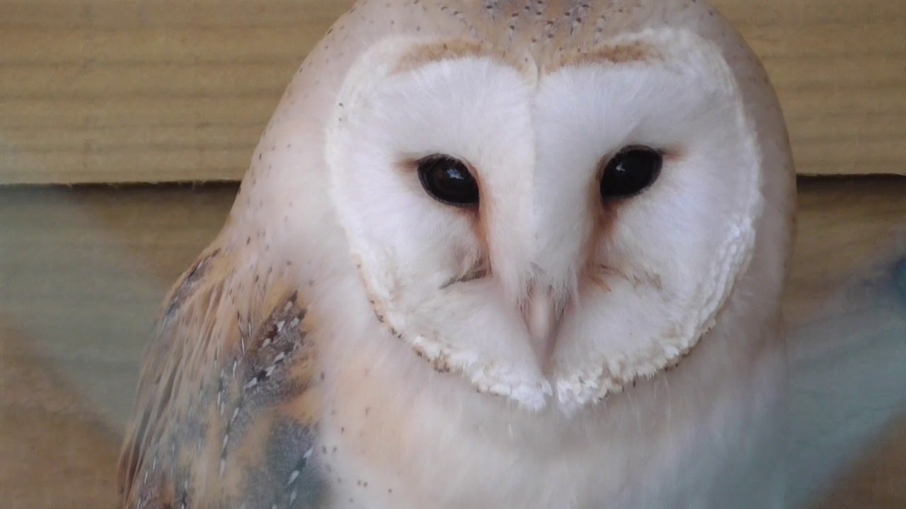 Barn owl screeching
