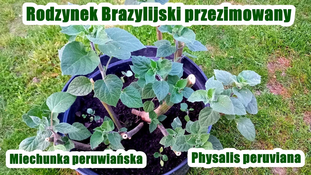 Rodzynek Brazylijski po zimowaniu w piwnicy (Physalis peruviana) Miechunka peruwiańska