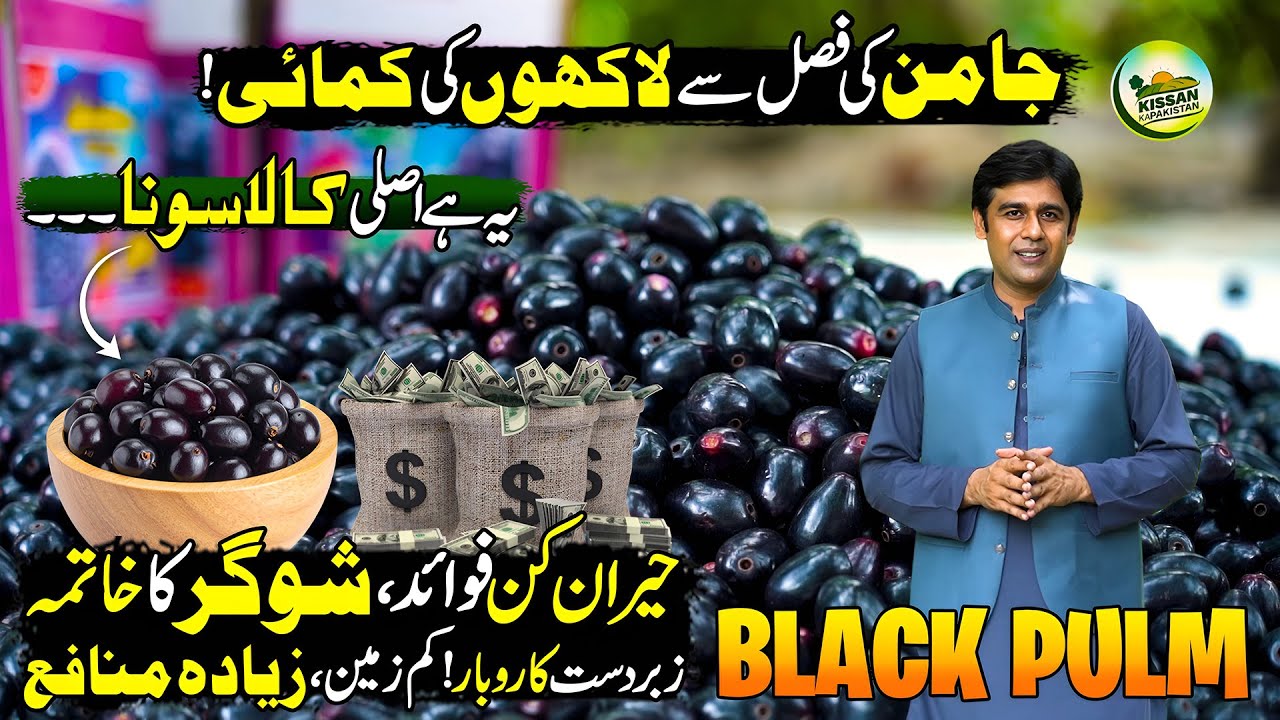 Black GOLD Farming Success in Pakistan 🇵🇰 | Major Benefits of Jamun (Java Plum) | Kissan Ka Pakistan