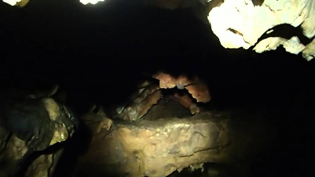 petalas island bats