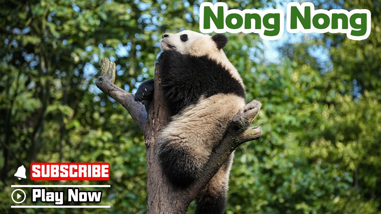【The Giant Panda Story】Episode 1 Nong Nong, The Curious Explorer | iPanda