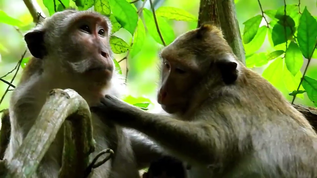 Monkey Grab In Cambodia Good All Monkeys In Khmer #146