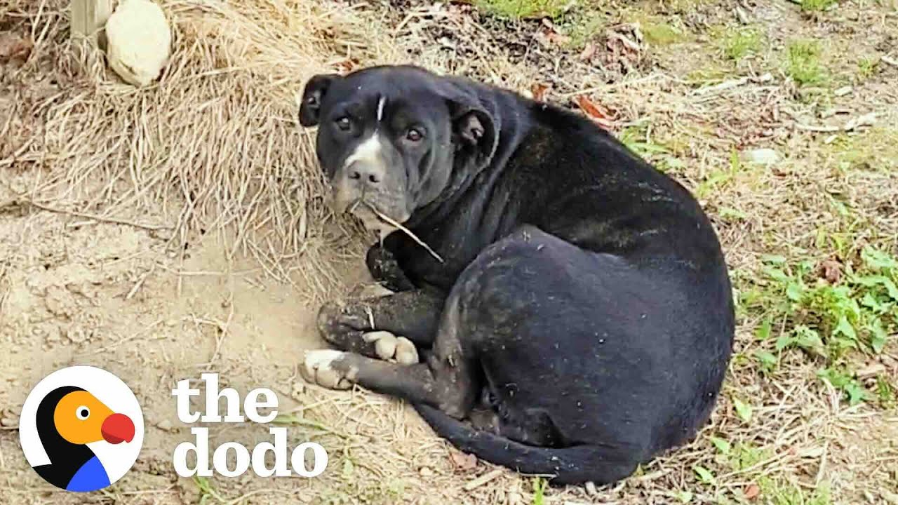 Injured Pittie Rescued From A Blueberry Field | The Dodo