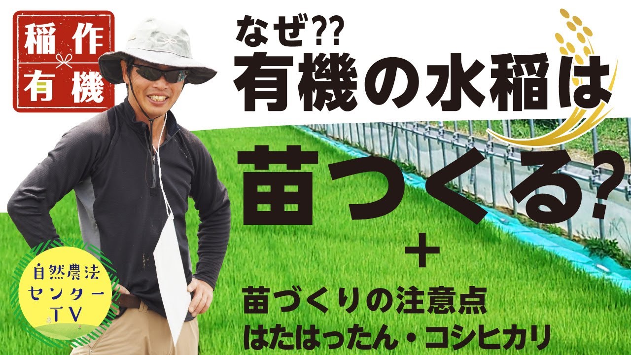 なぜ稲の苗つくるの?　『有機の米作り』は苗作りが重要　【稲作有機・水稲百般 by 自然農法センター】