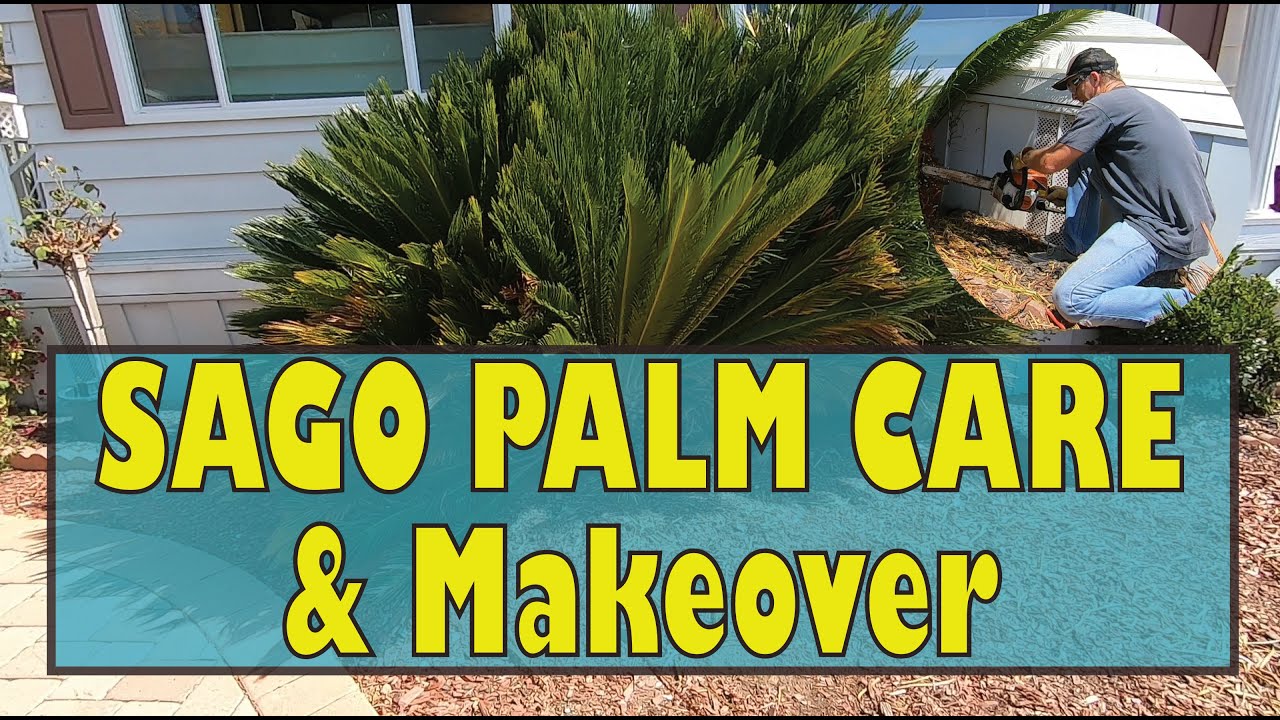 SAGO PALM CARE & MAKEOVER #4... Before and After Cycas Revoluta