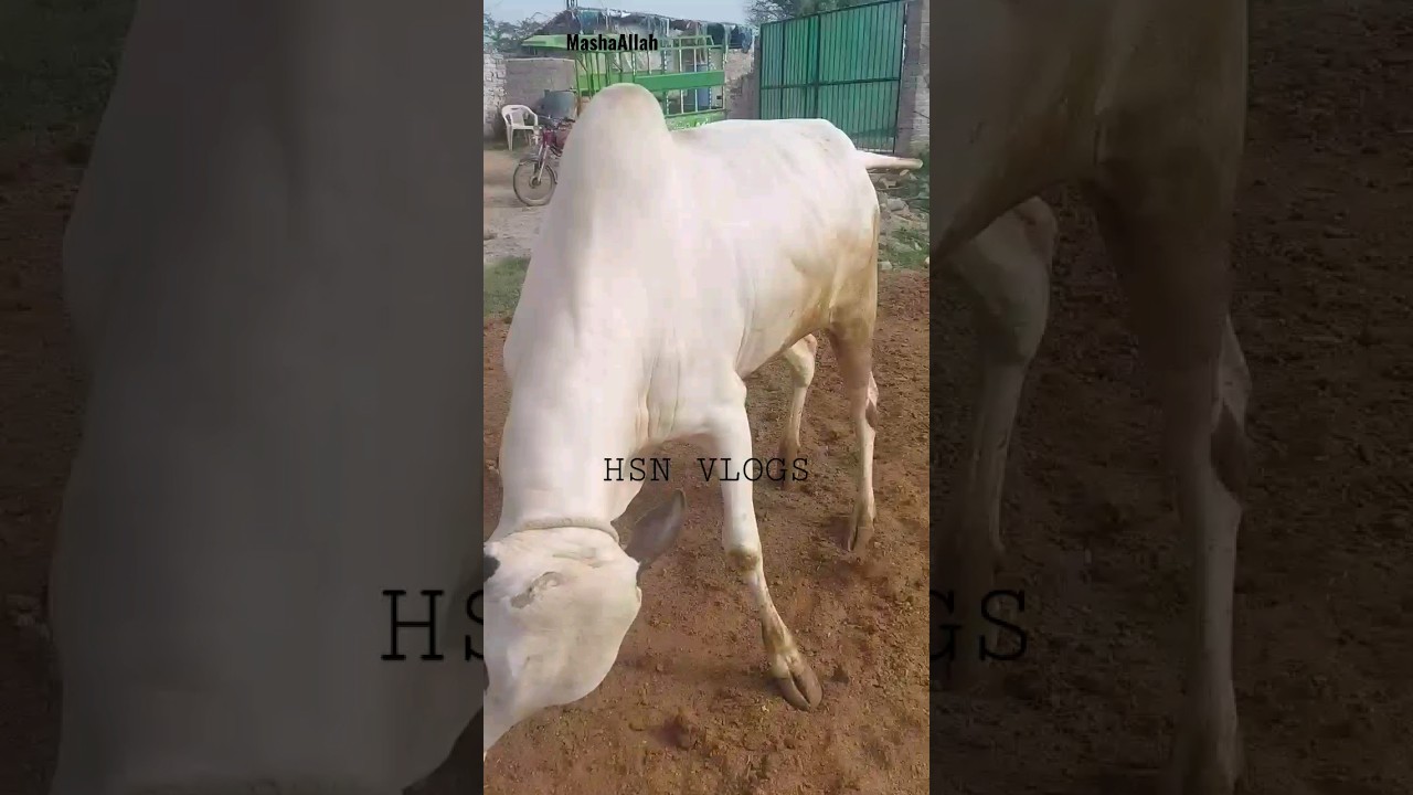 #angry #bull #dhanibulls #domail #domailbulls #trending #viral #hsnvlogs #cattlemarket #qurbani #1m
