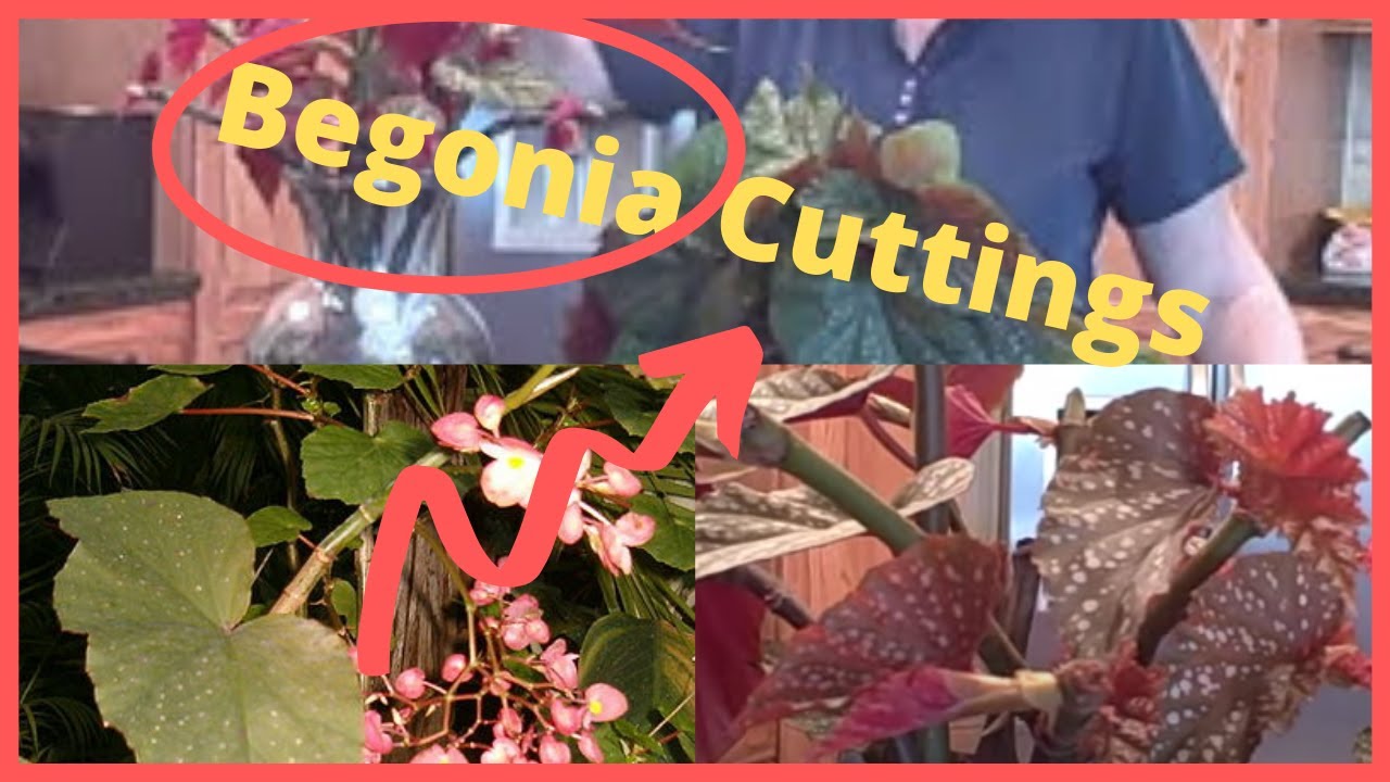 Rooting Begonia Cuttings Indoors- Great Houseplant - Begonia Lucerna Plants