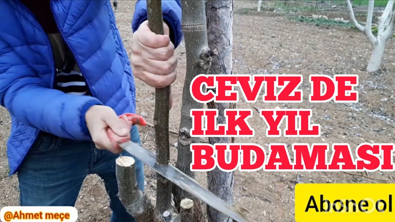 CEVİZ AŞISINDA OLMAZSA OLMAZ   CEVİZ AŞISINDA İLK YIL BUDAMASI