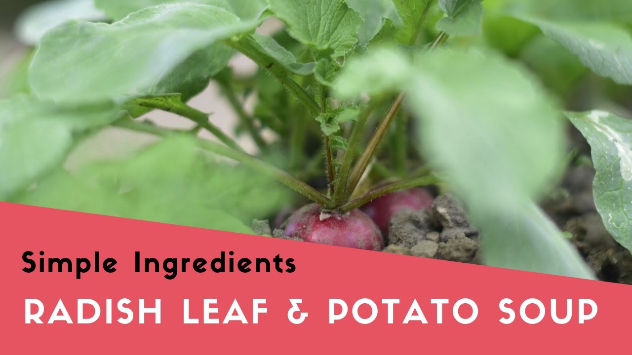 Radishes - Radish Leaf Soup - Don't throw away those radish greens!