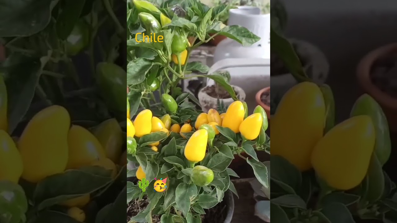 Planta de Chile o Aj&iacute; #chile #aji #picante #shorts #frutas #plants #plantas