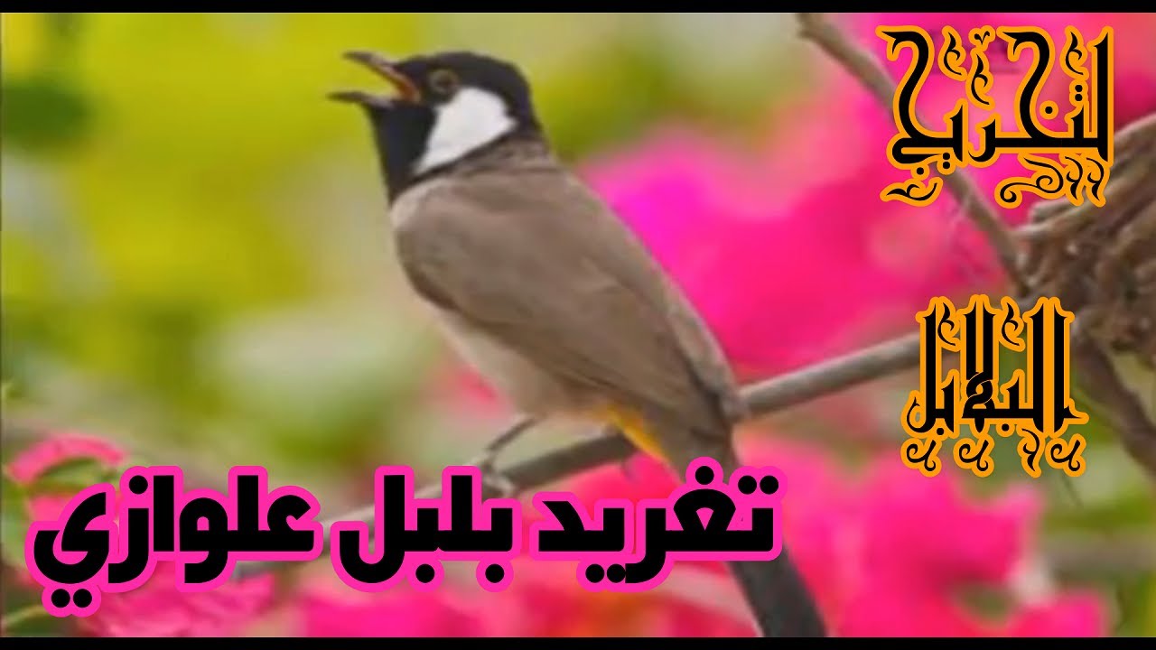 تغريد بلبل علوازي روعة لتخريج البلابل