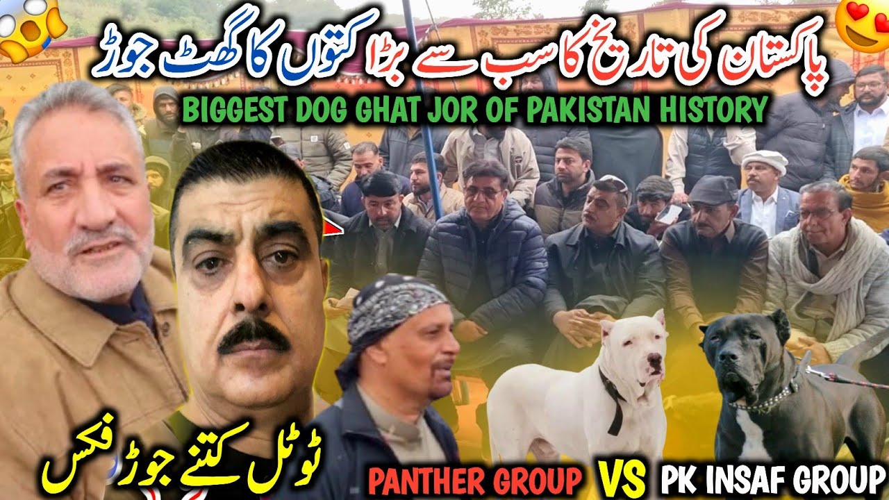 Biggest Dog Ghat Jor Of Pakistan History || Panther Group vs Pk Insaf Group || All Record Break