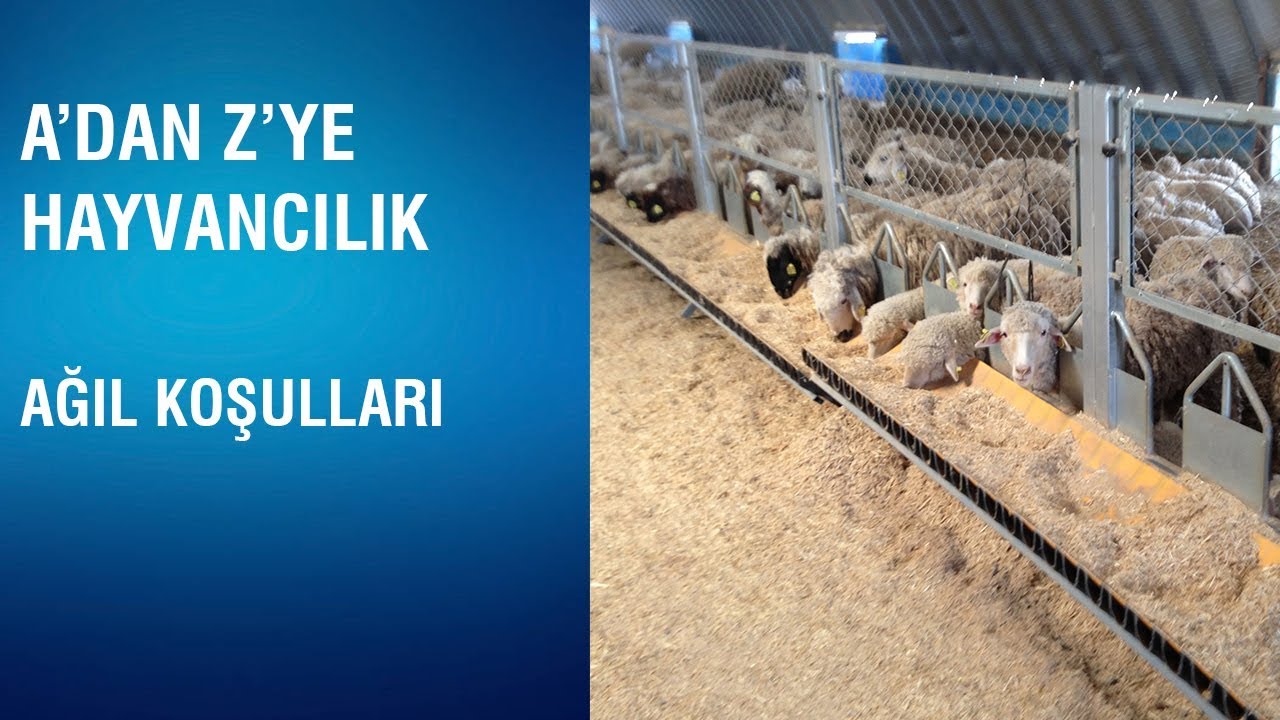 A'dan Z'ye Hayvancılık - Ağıl Koşulları