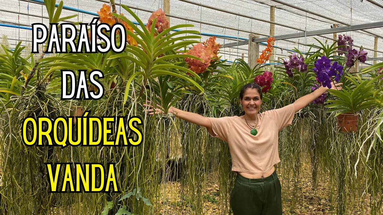 ORQUÍDEAS: Conheci uma produção de ORQUÍDEAS VANDA