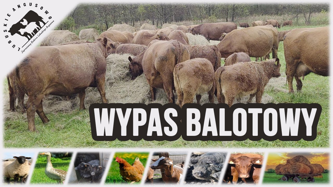 Lubuskie Angusowo - S8 E25 - Wypas balotowy 25/26 rozpoczęty. O tłuszczach i Mangalicy.