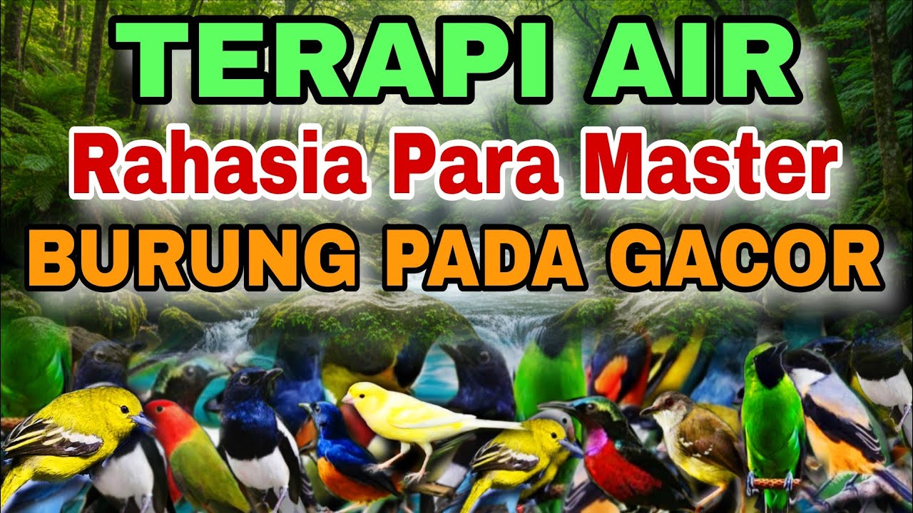 TERAPI AIR RAHASIA PARA MASTER BURUNG MACET BUNYI, TERAPI AIR UNTUK SEMUA JENIS BURUNG MACET BUNYI 