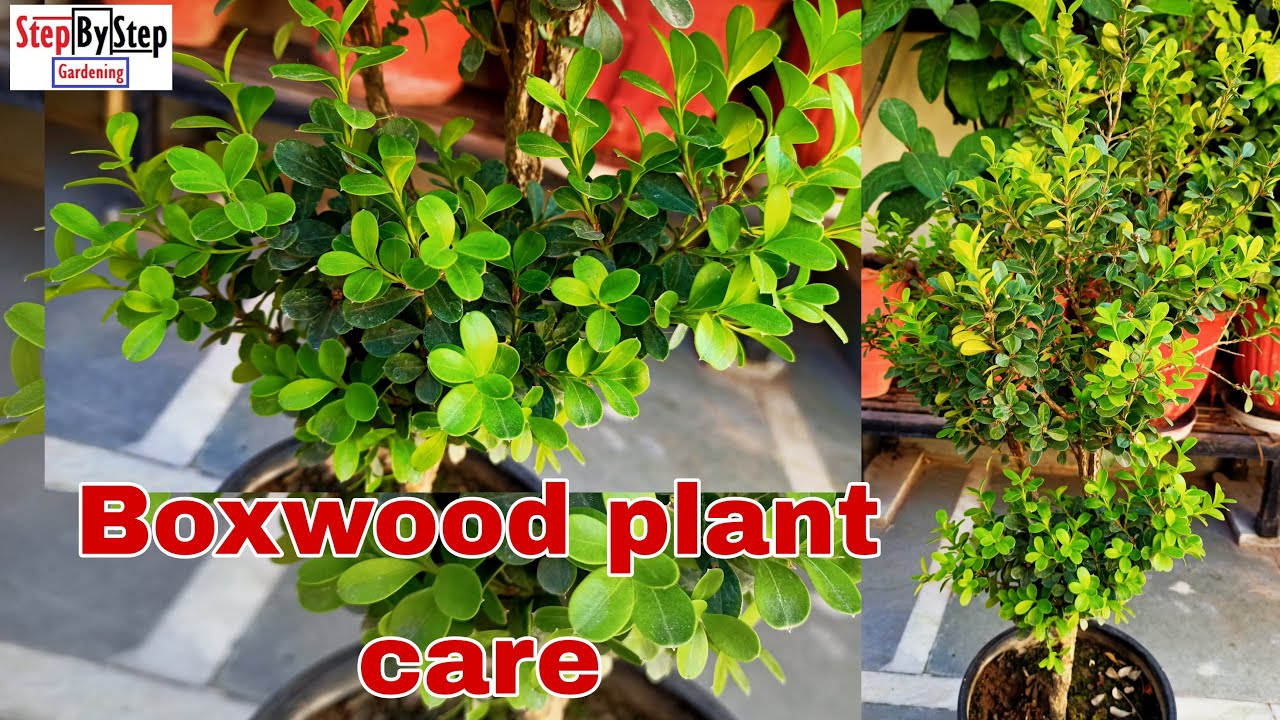 Boxwood plant care//Care of Buxus plant