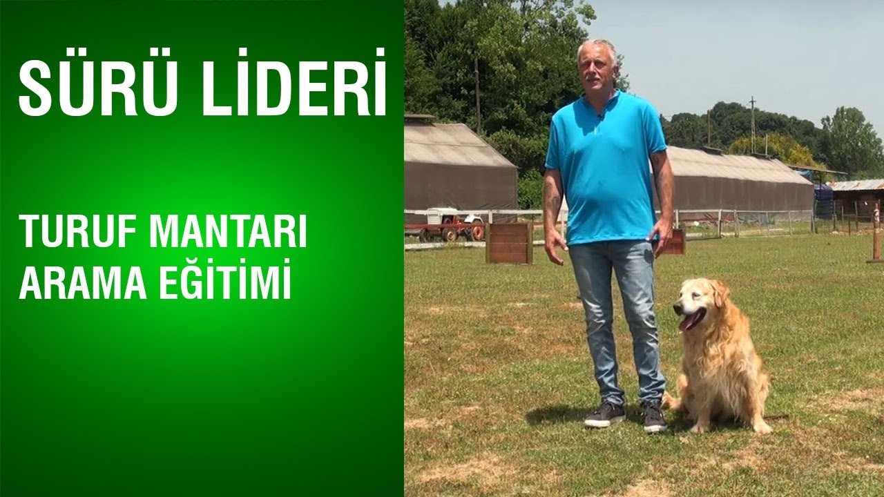 Sürü Lideri - Türüf Mantarı Arama Eğitimi - Türüf Mantarı Nedir?