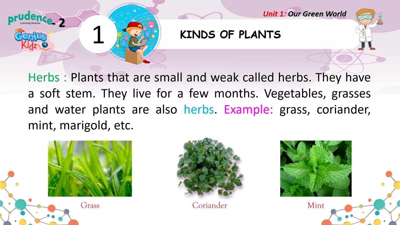 1-Kinds of Plants | Prudence Learning Science Class-2 | Genius Kidz | Preschool Learning