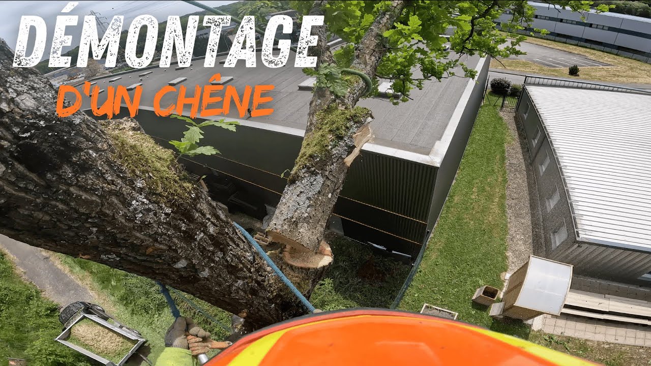 Gros Démontage d'un Chêne en rétention / STIHL MSA 220 - MS 462