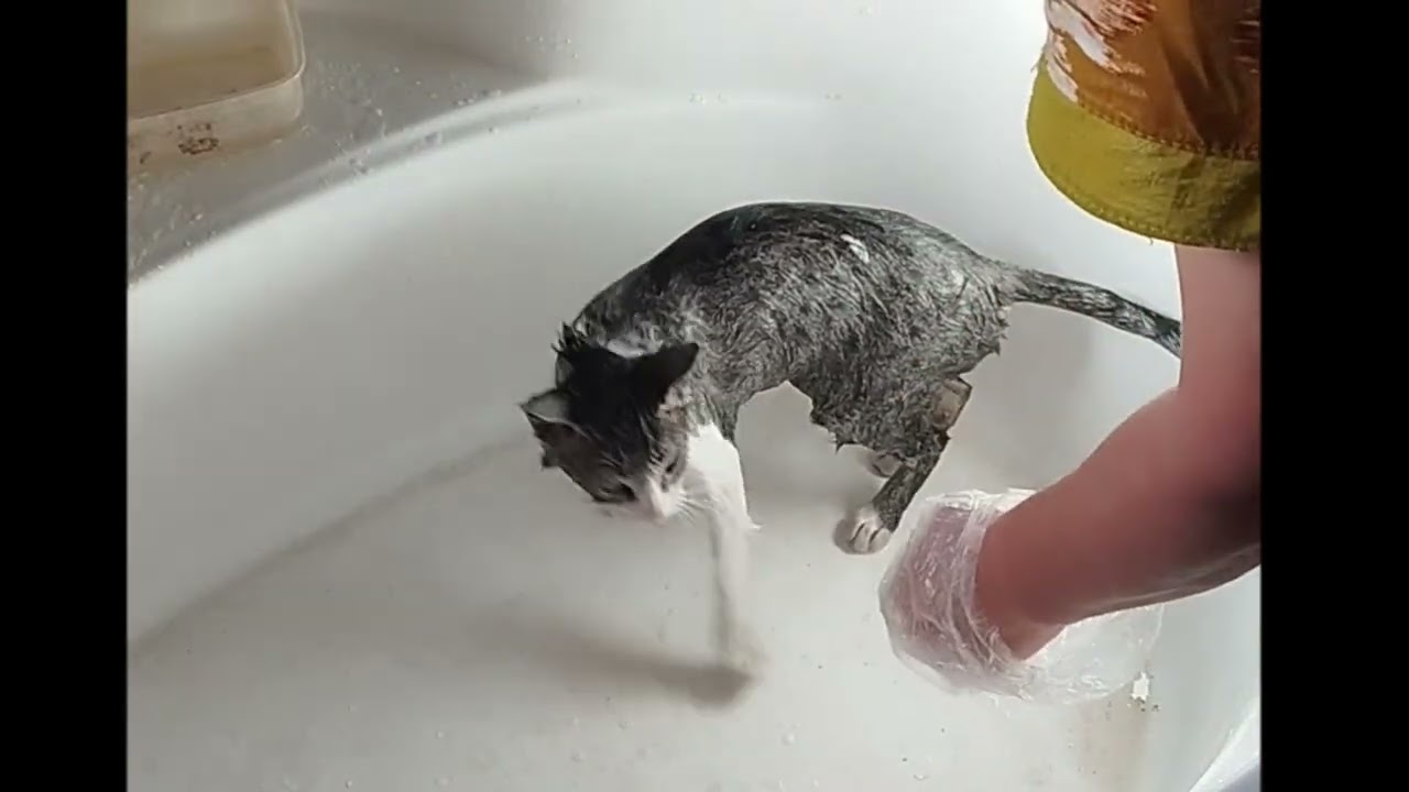 the cat is bathing