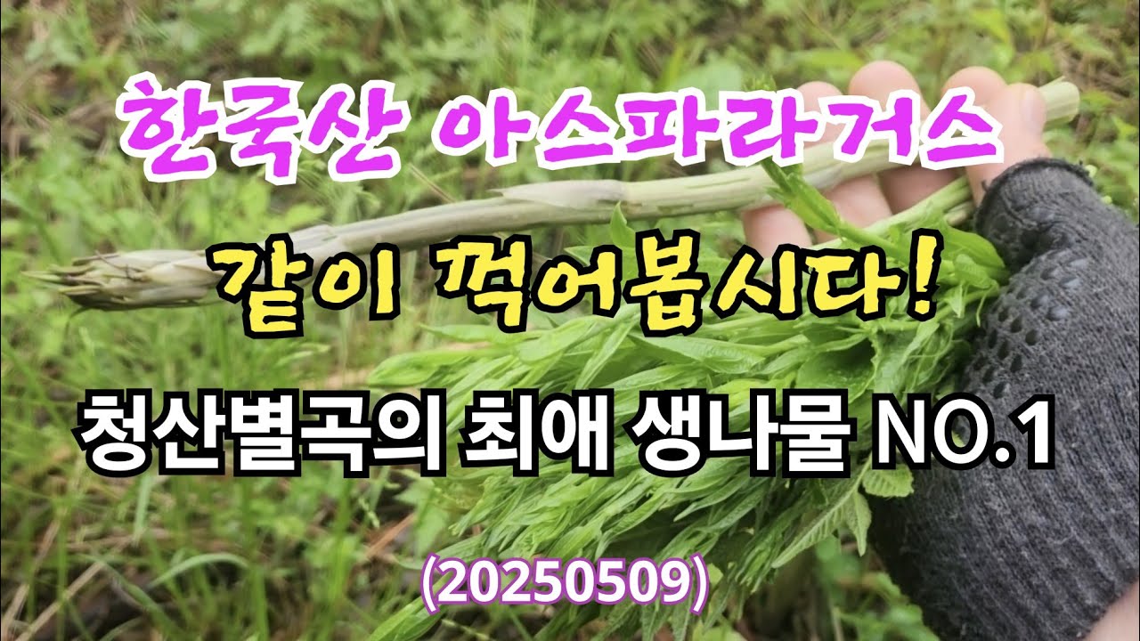 #한국산 아스파라거스 밀나물 같이 꺽어 봅시다.청산별곡의 최애 생나물 NO.1 (20250509) #산야초 #밀나물 #생으로 먹는 산나물 #정지나물 #정지문 잠그고 몰래 먹는 나물