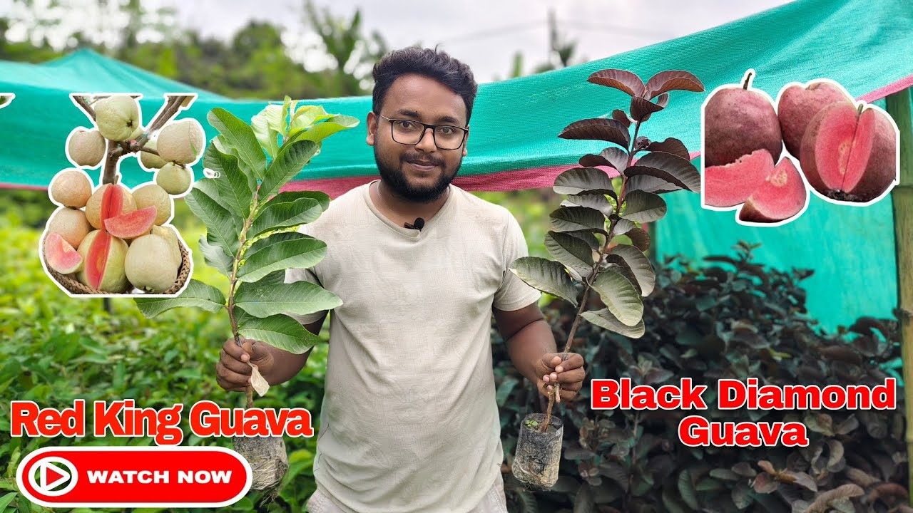 Black Diamond Guava ( Red Ayothaya) | Red King Guava | Get Full Information With Delivery Process 